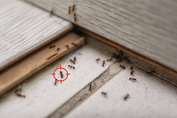 Wildlife Control Services in Allentown, PA